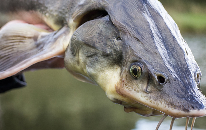 Blog – Steur Siervis steur