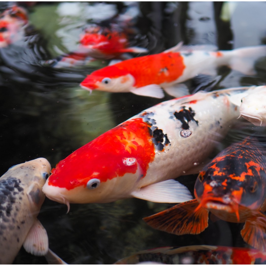 Koi_voeren_visvoer_koivoer_korrel_vijvercentrum_de_scheper (5)