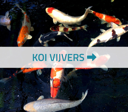 koi vijver aanleggen