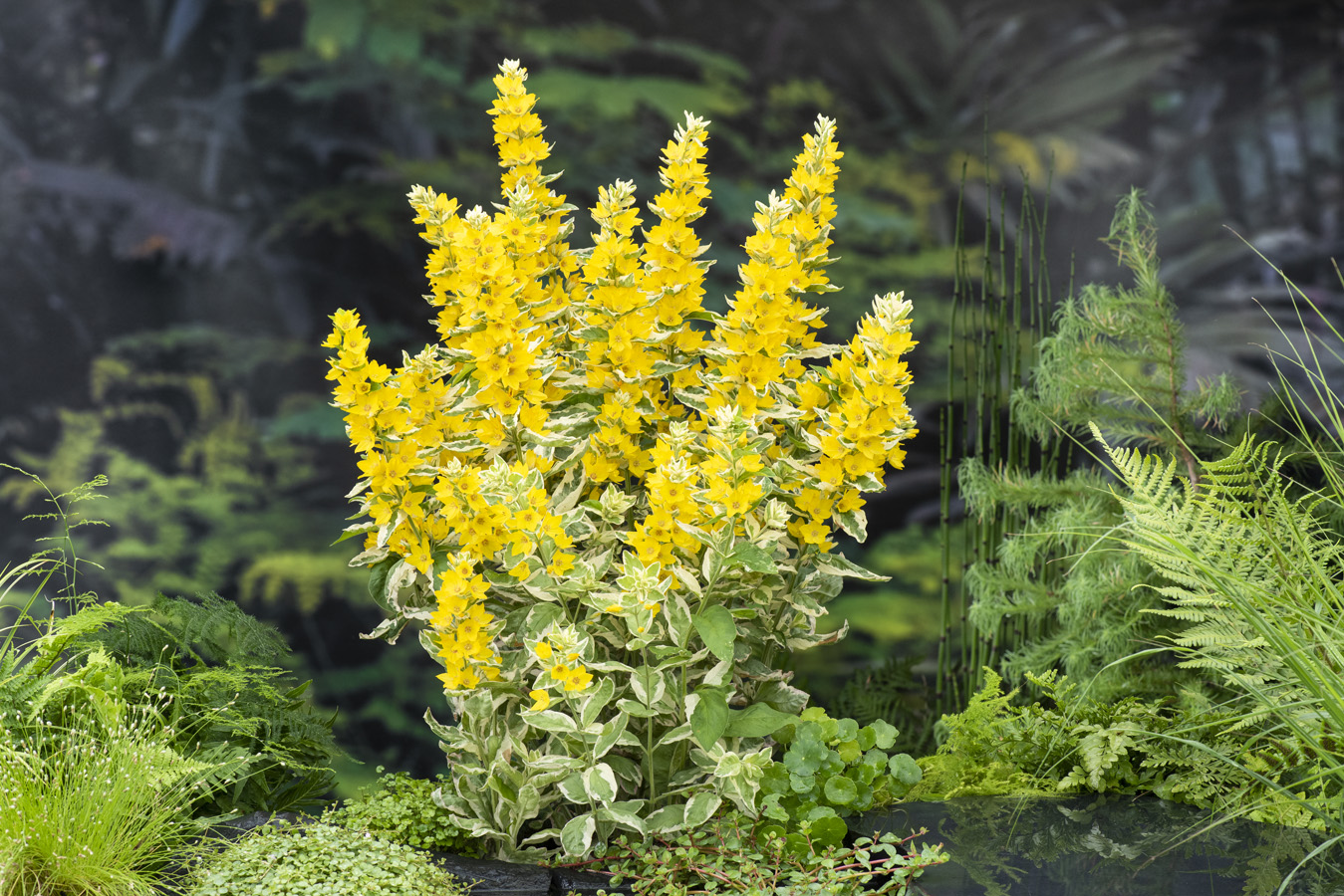 Tips en tricks vijverplanten