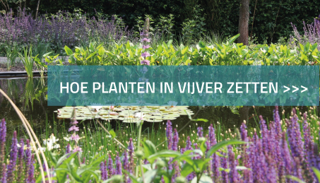 Vijver aanplanten; Hoe planten in vijver zetten?