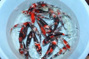 Vijvercentrum-de-scheper-japanreis-2012-Showa-Taniguschi-tosai-300×200