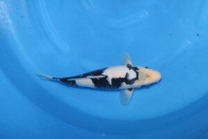 Vijvercentrum-de-scheper-japanreis-2012-Shriro2_Hashibako1-200×300 Koi karper Japan