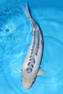 Vijvercentrum-de-scheper-japanreis-2012-Shusui-Ehara-203×300