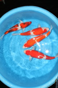 Vijvercentrum-de-scheper-japanreis-2012-Yamatoya_4-200×300