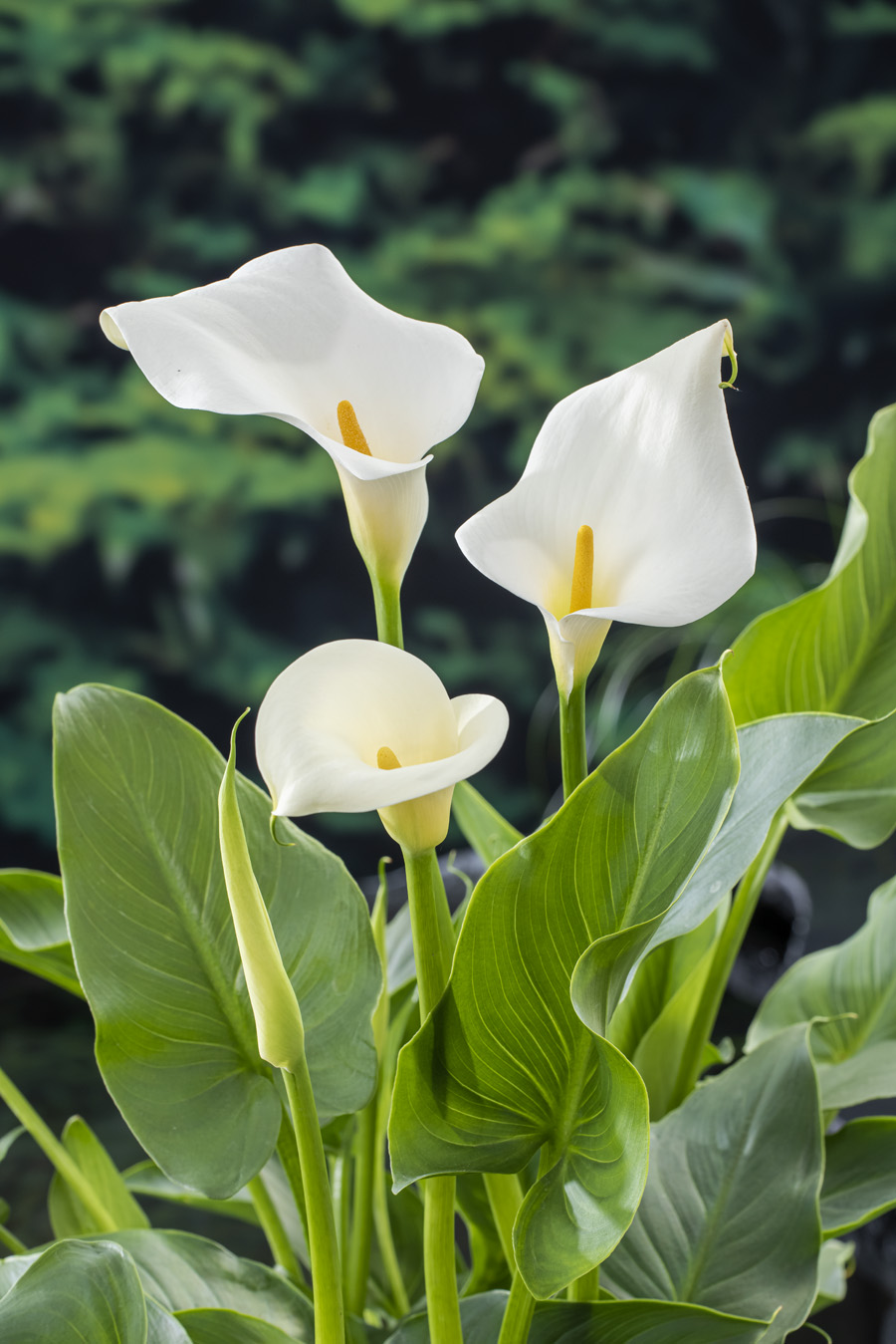 Zantedeschia aethiopica P4