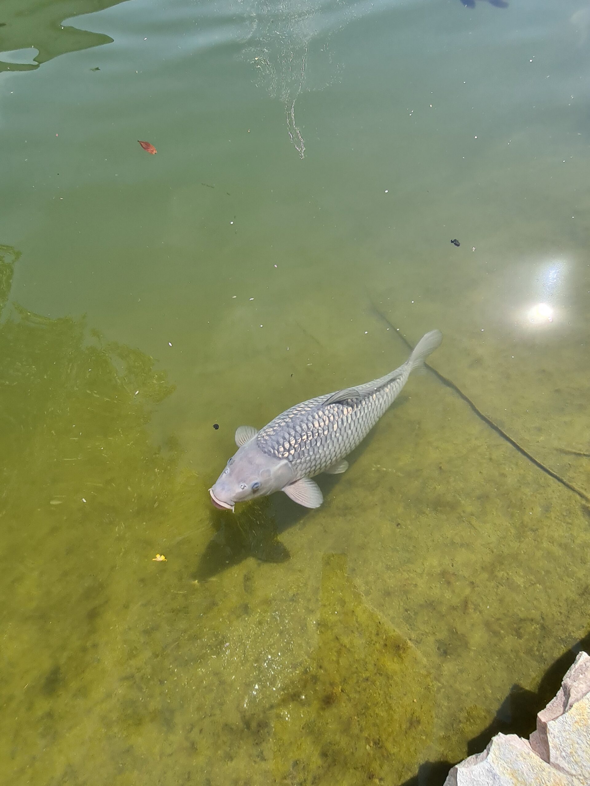 Koi vis koivijver Vijvercentrum De Scheper