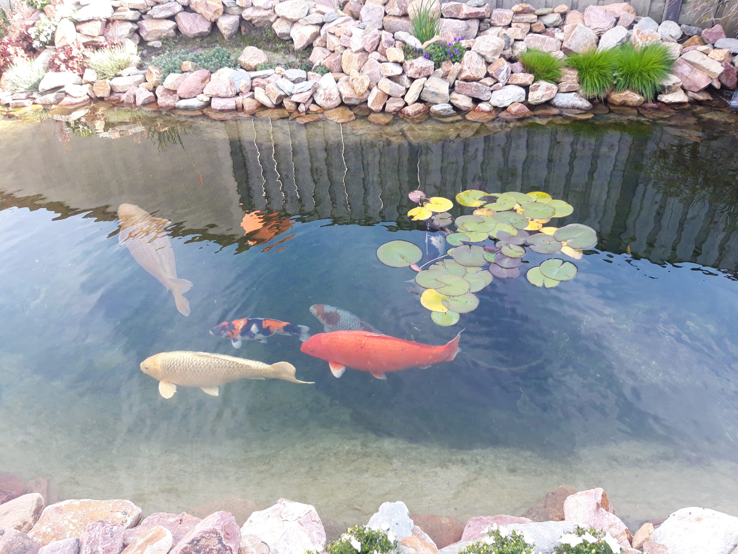 Koi vissen Vijvercentrum De Scheper