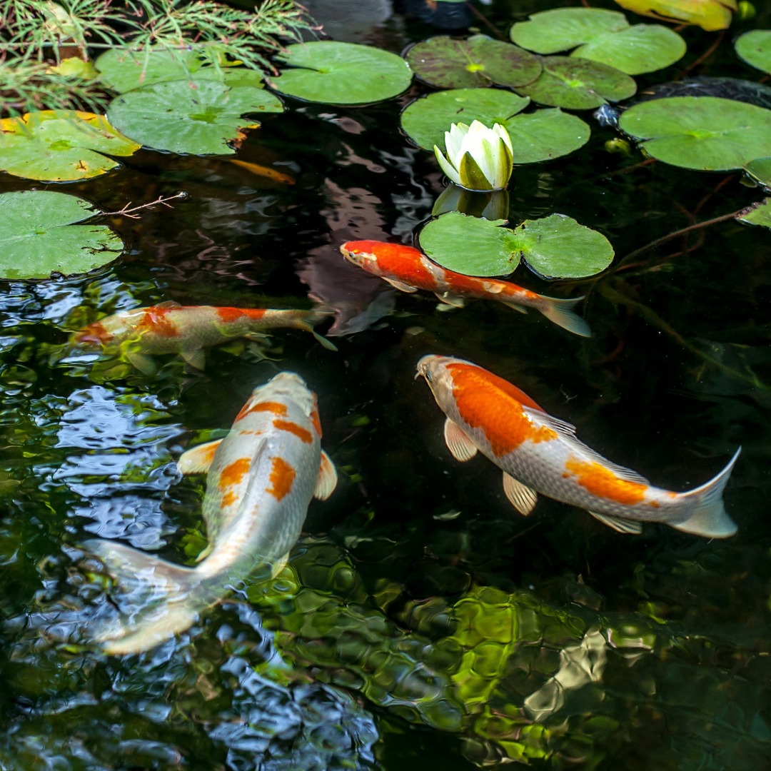 Koi-koivissen-koivijver-vijvercentrum-de-scheper Koi in vijver