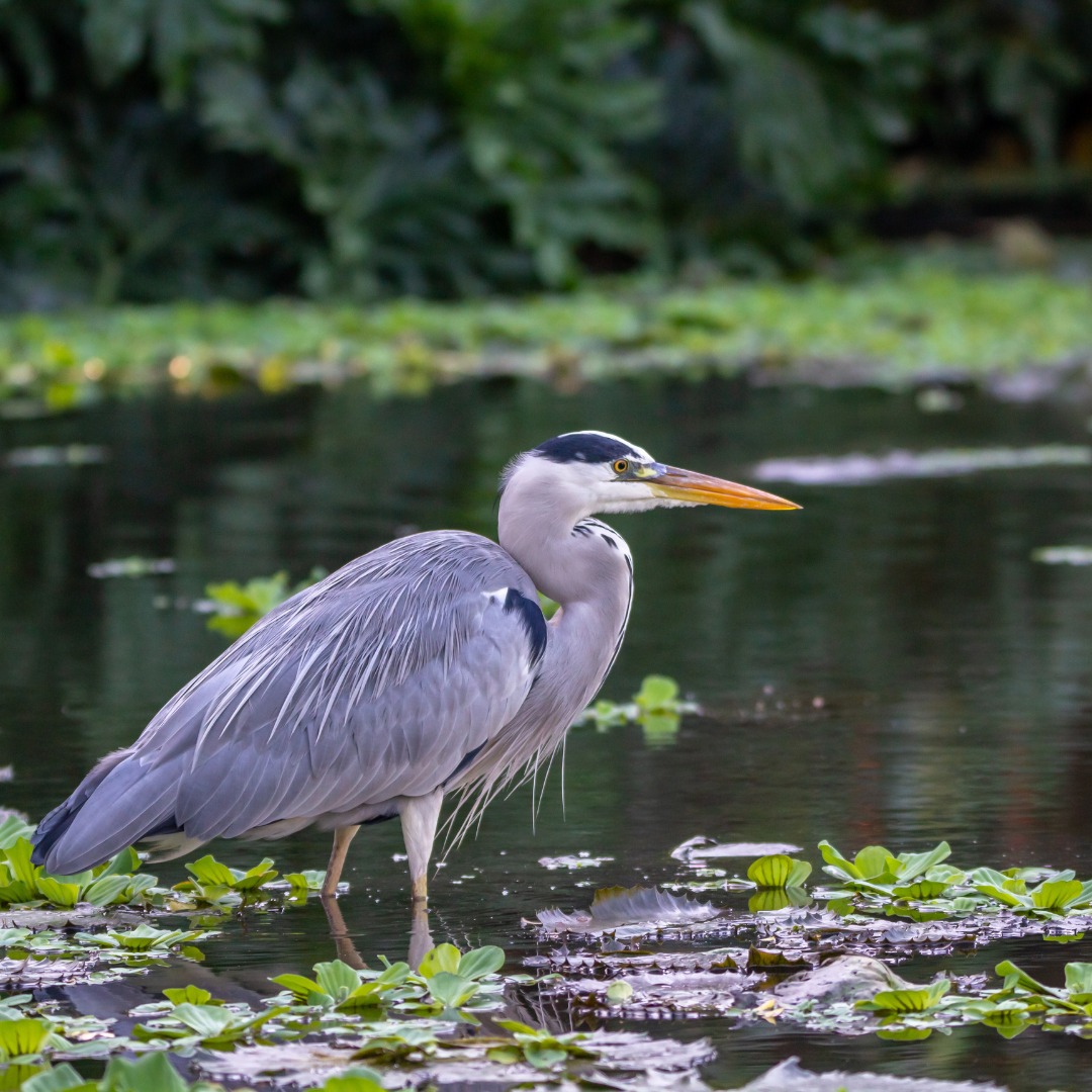 Reiger-bij-vijver-verjagen-vijvercentrum-de-scheper
