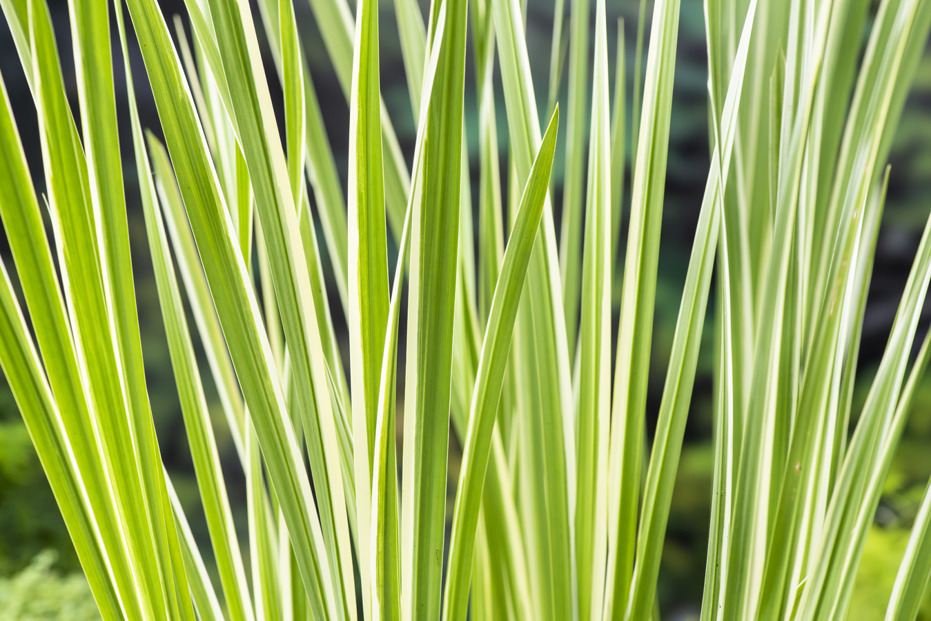 Acorus calamus variegatus L4 Waterplanten kopen