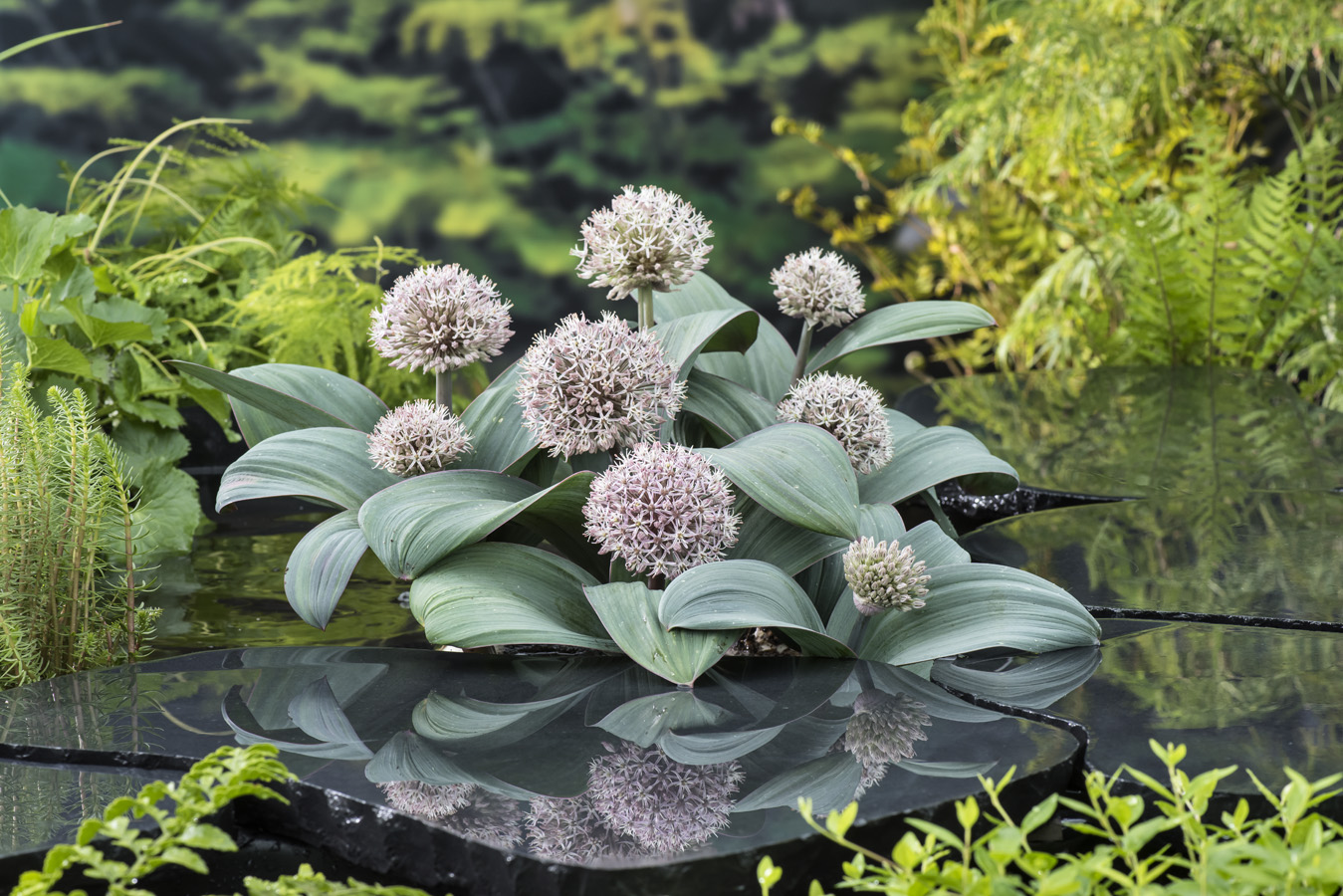 Allium karataviense L1