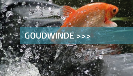 Goudwinde