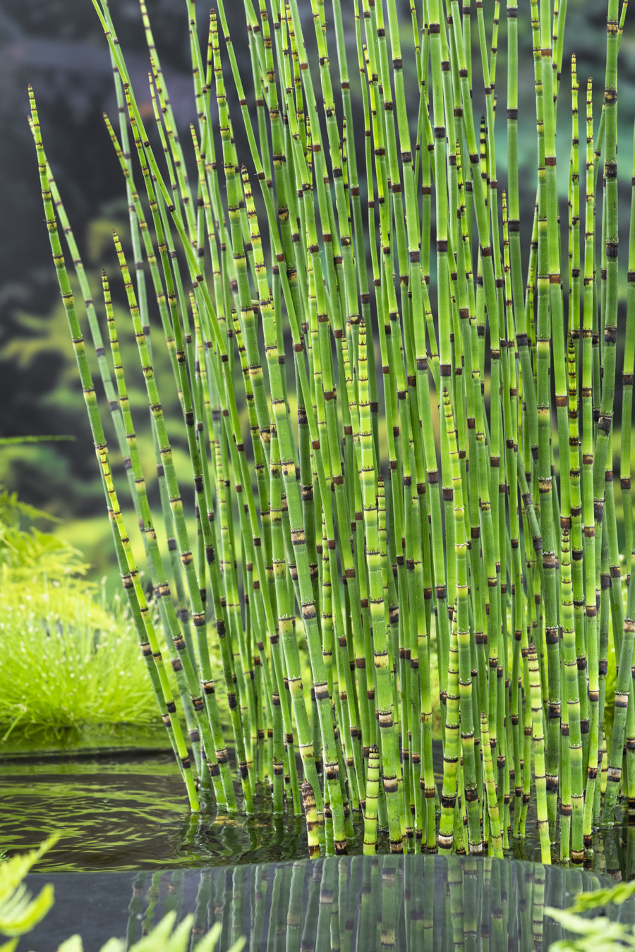 Equisetum japonicum P2