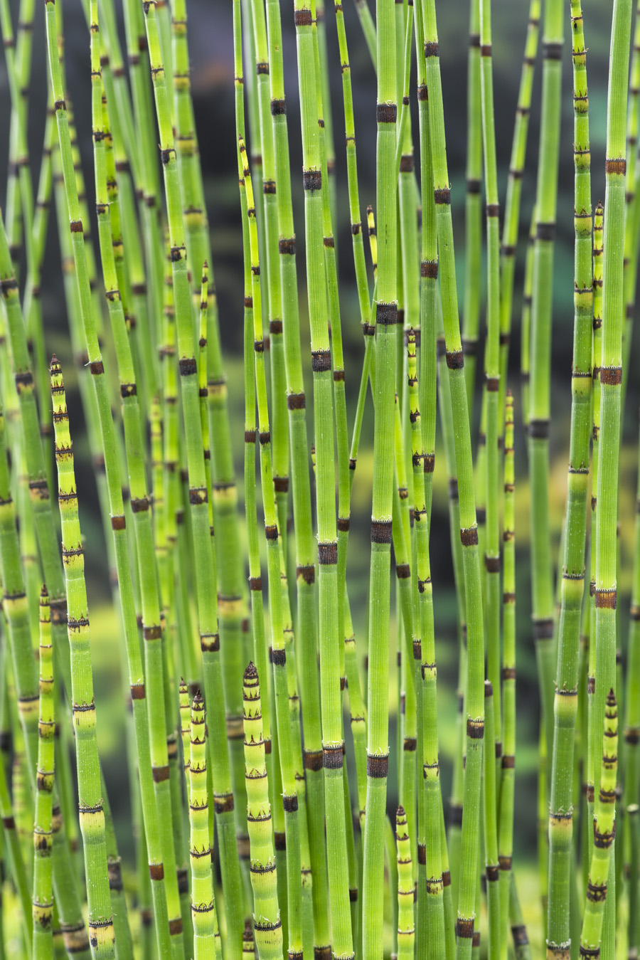 Equisetum japonicum P3