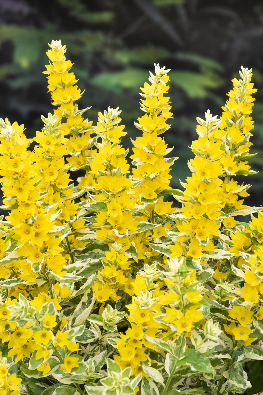 Lysimachia punctata variegata bloeiend P3