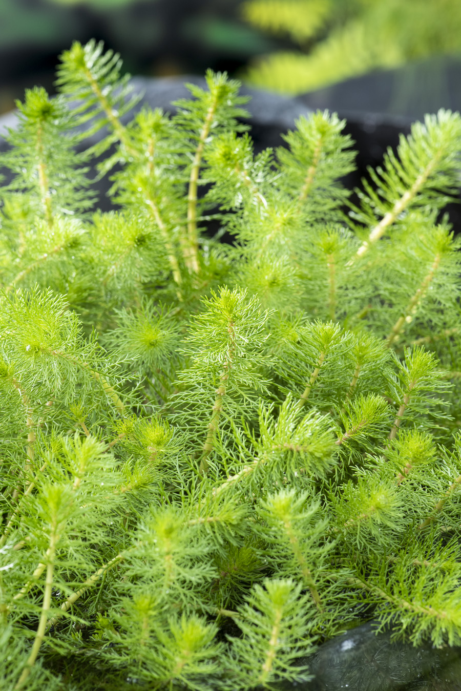 Myriophyllum crispata P4 Zuurstofplanten