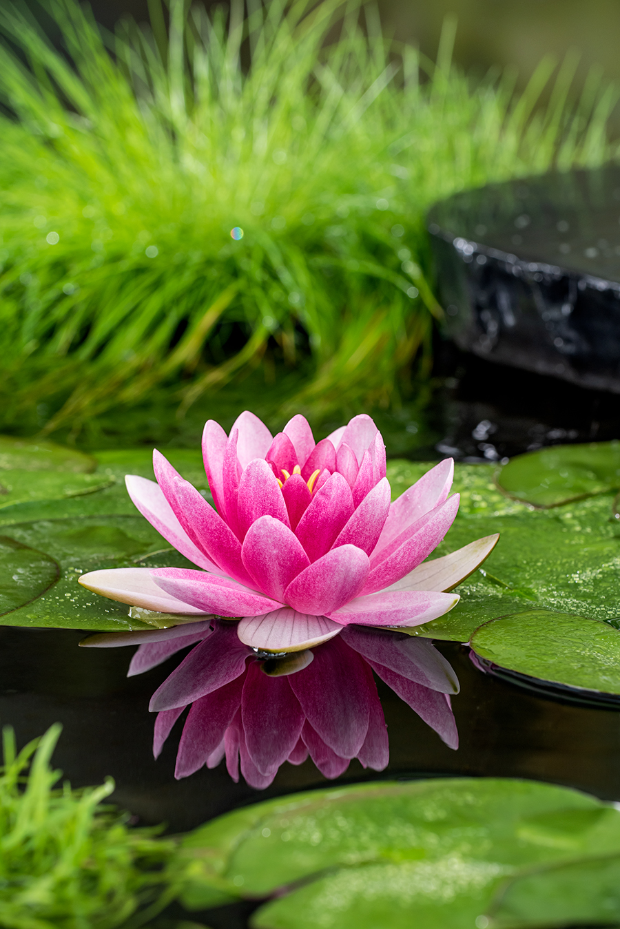 Nymphaea Charles de Meurville Z
