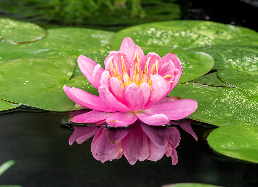 Nymphaea Mayla Z