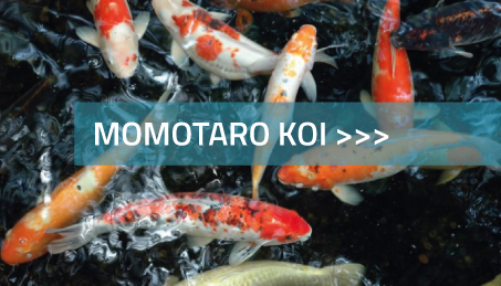Momotaro koi