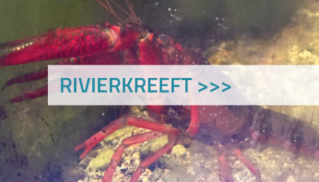 Rivierkreeft