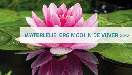 Waterlelie: erg mooi in de vijver