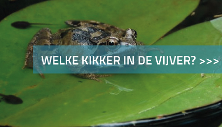 Vijver met kikker