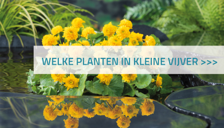 Welke planten in kleine vijver?