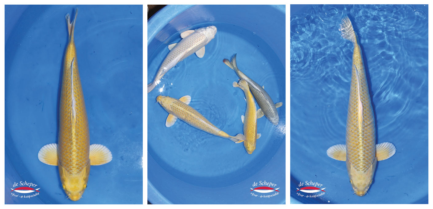 Geselecteerde_Koi_Takigawa_San_Vijvercentrum_de_Scheper