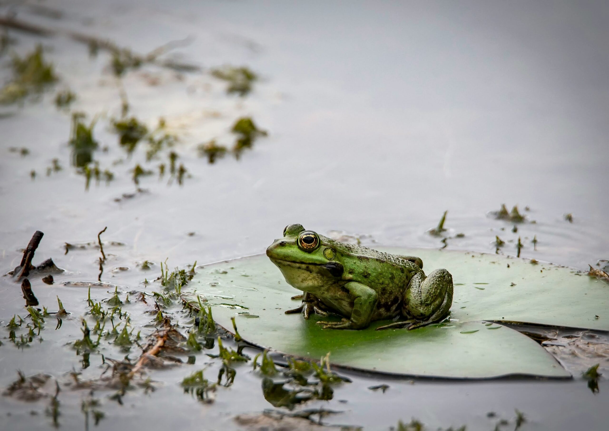 Groene bruine kikker Kikker vijver