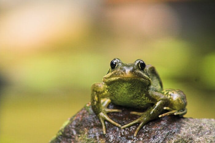 Groene_kikker_in_de_vijver