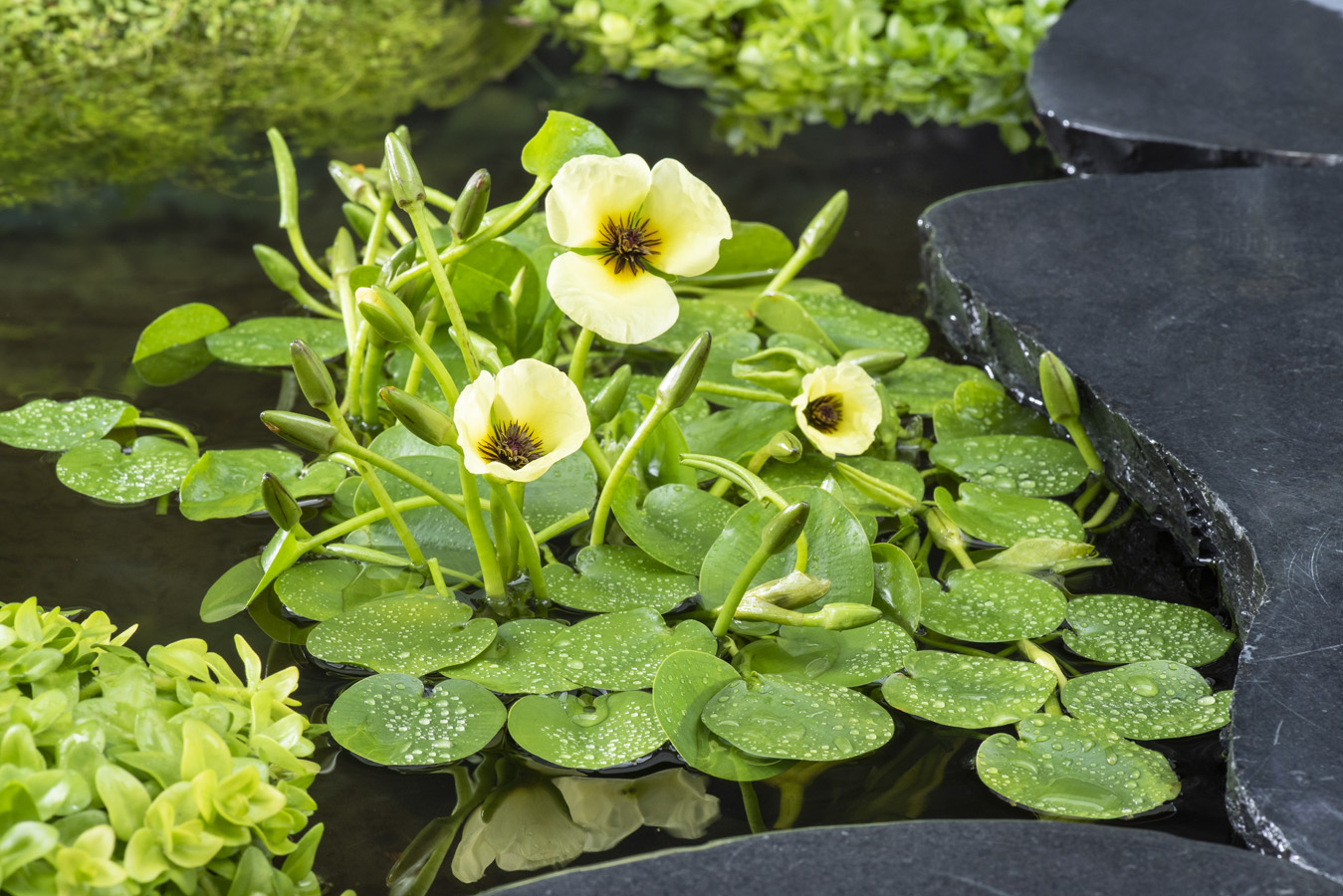 Hydrocleys nymphoides L2 Hydrocleys nymphoides L2 kopen