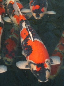 Japan_reis_2015_vijvercentrum_de_scheper_16