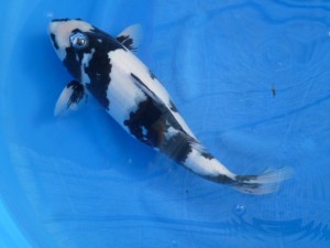 Japan_reis_2015_vijvercentrum_de_scheper_23