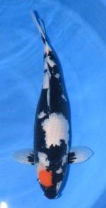 Japan_reis_2015_vijvercentrum_de_scheper_24