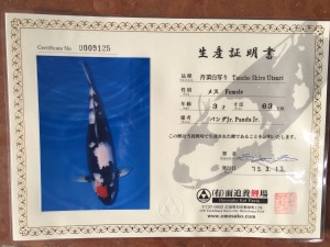 Japan_reis_2015_vijvercentrum_de_scheper_25