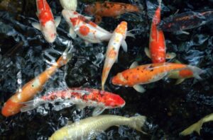 Welke koi soorten bestaan er