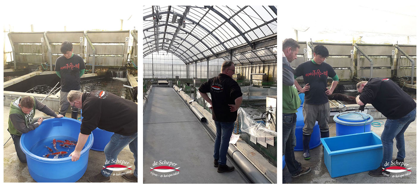 Mometaro_Japan_Reis_Vijvercentrum_de_Scheper_18