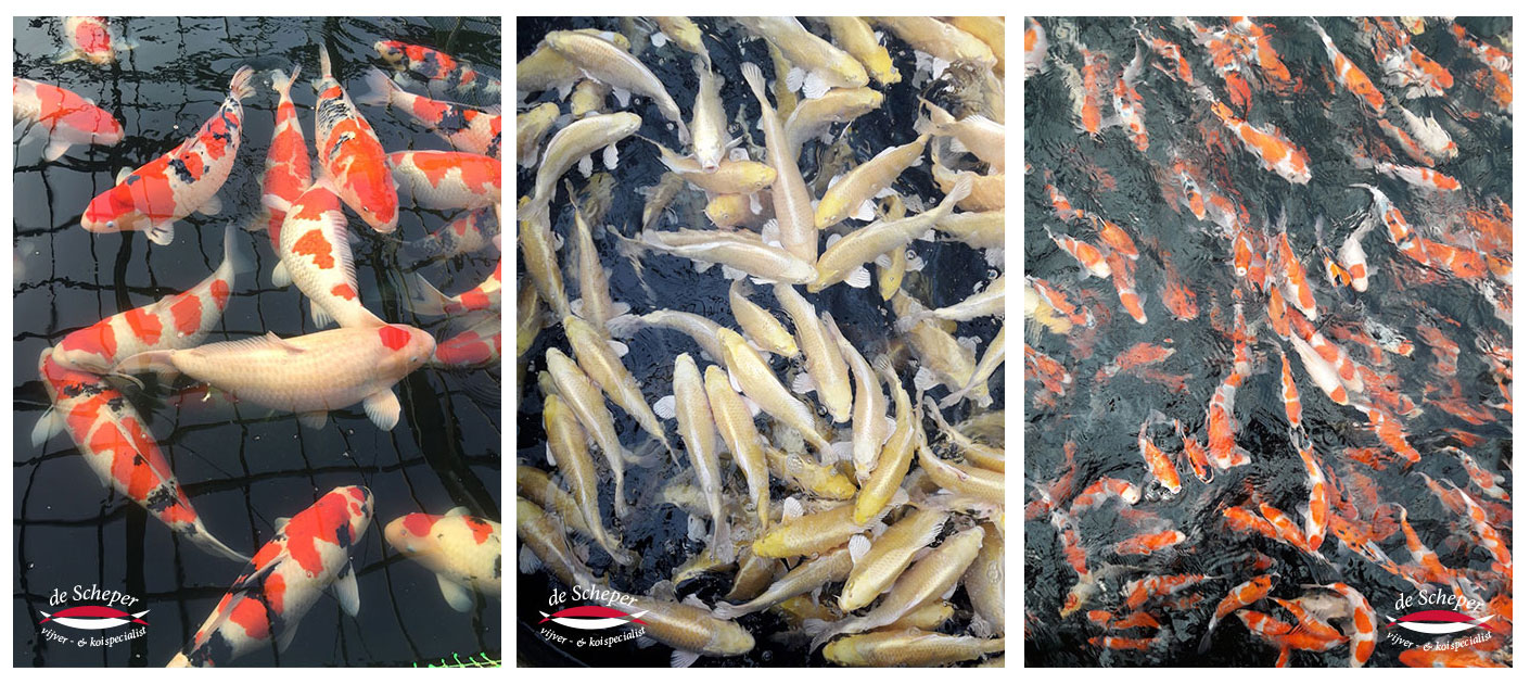 Mometaro_Japan_Reis_Vijvercentrum_de_Scheper_34