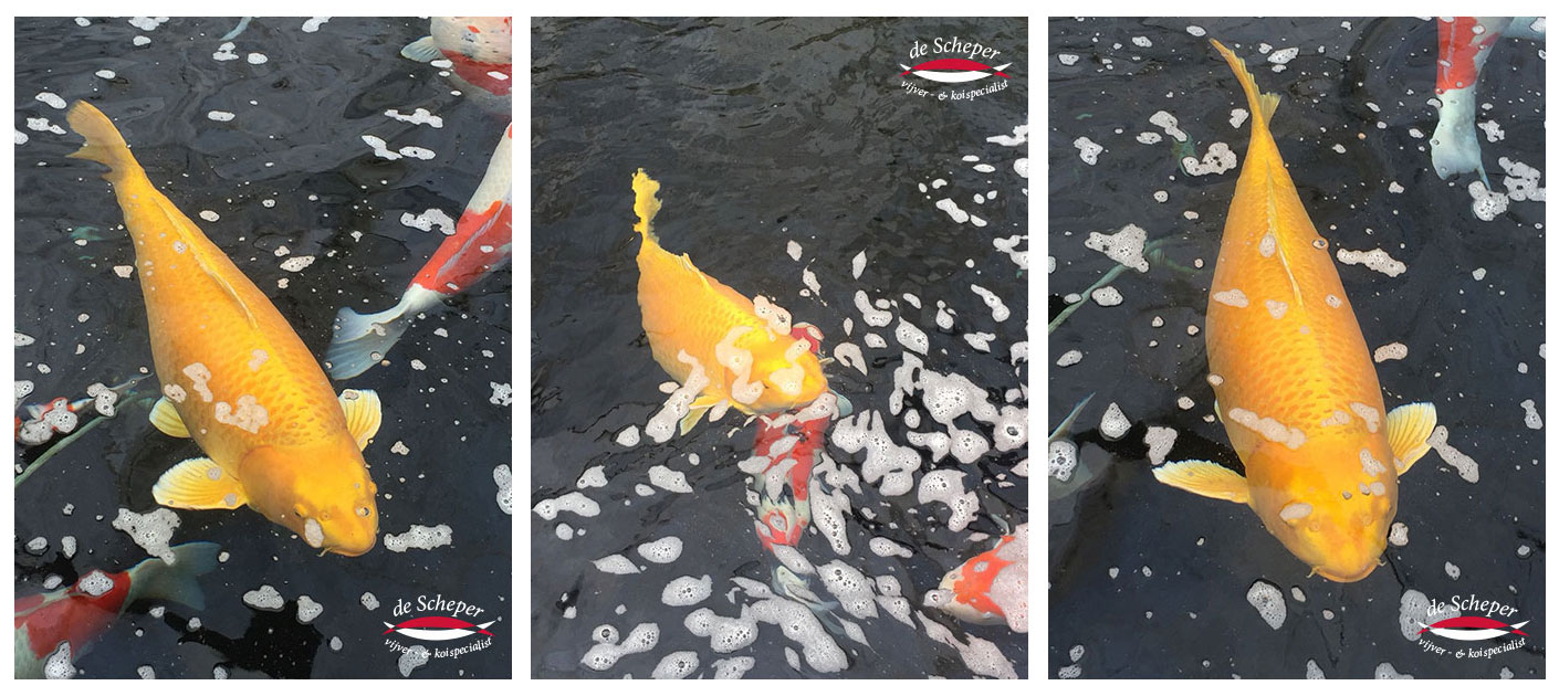 Mometaro_Japan_Reis_Vijvercentrum_de_Scheper_44