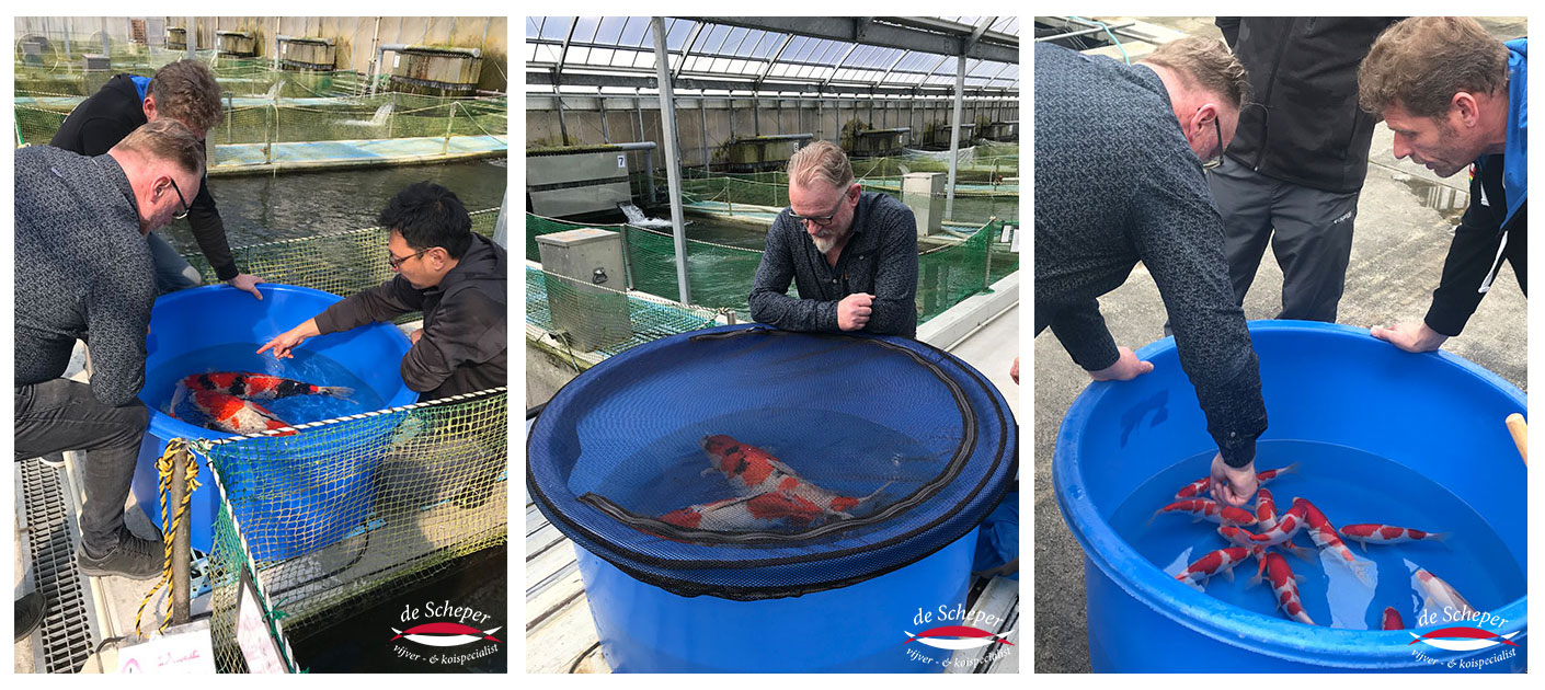 Momotaro_Koi_Farm_Vijvercentrum_De_Scheper