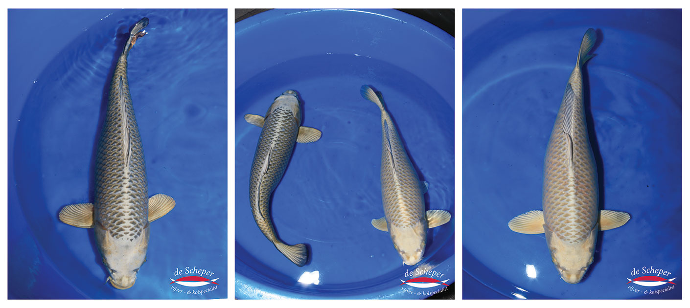 Mukasi_Ogon_Vijvercentrum_De_Scheper