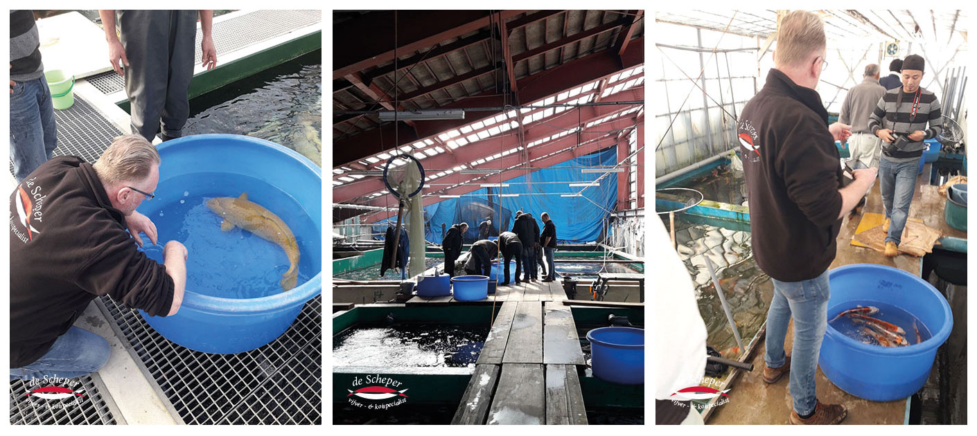 Niigata_Tanaka_Oofuchi_Vijvercentrum_de_Scheper