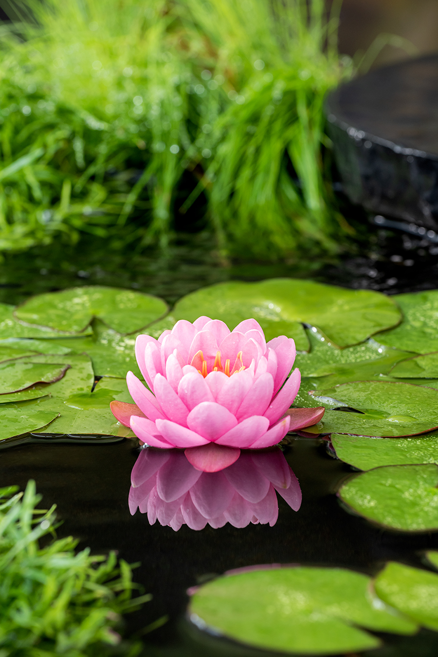 Nymphaea American Star Z Nymphaea American Star Z kopen