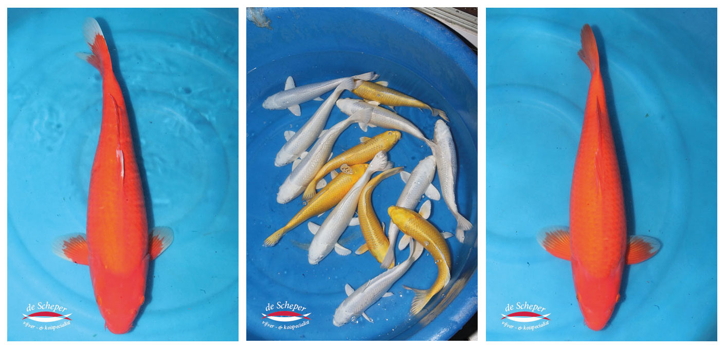 Oishi_koi_farm_vijvercentrum_de_scheper