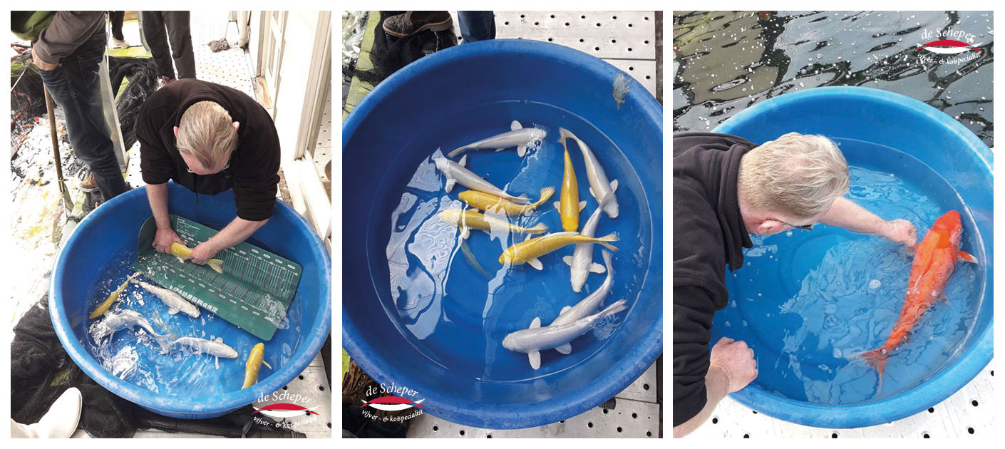 Oishi_koi_farm_vijvercentrum_de_scheper_