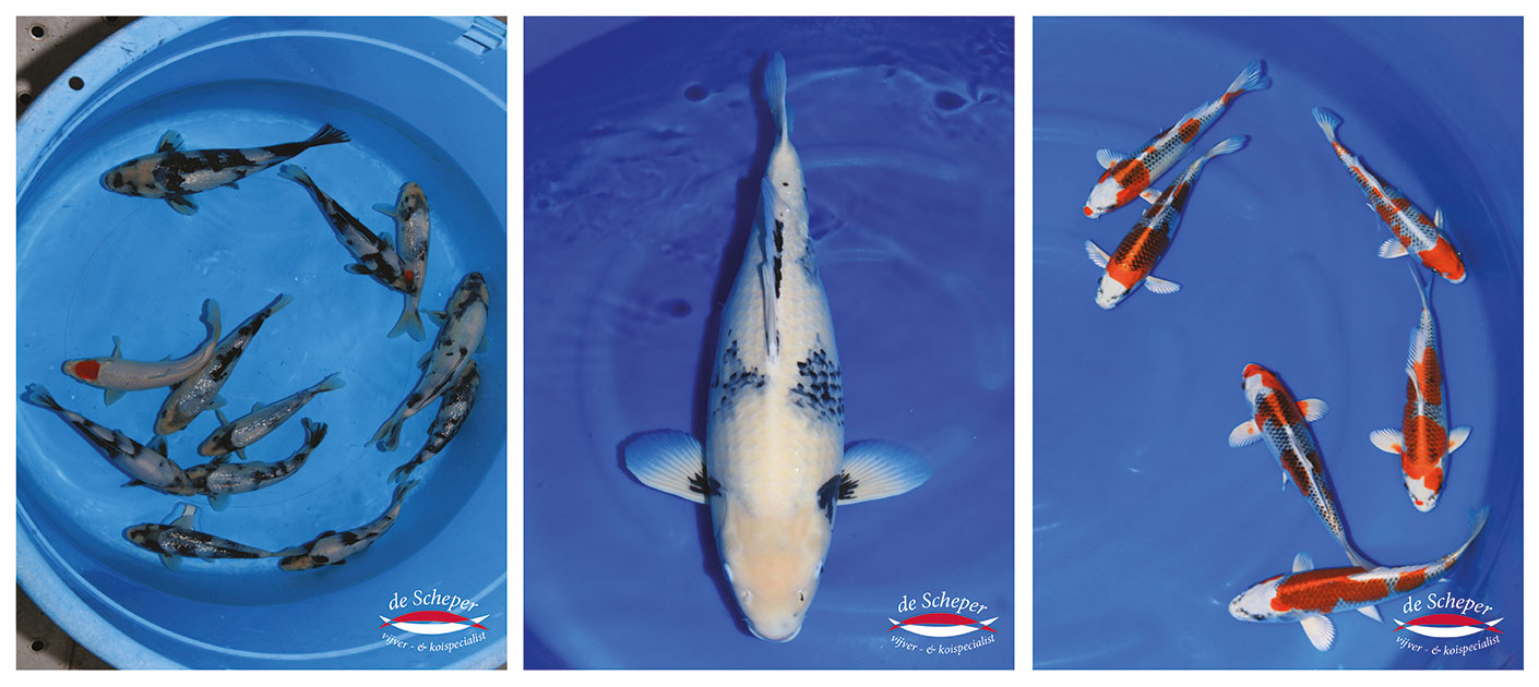 Omosako_Japan2019_Vijcercentrum_De_Scheper