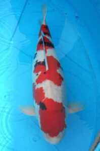 Ryu X 93 cm Ryu X 93 cm van De Scheper