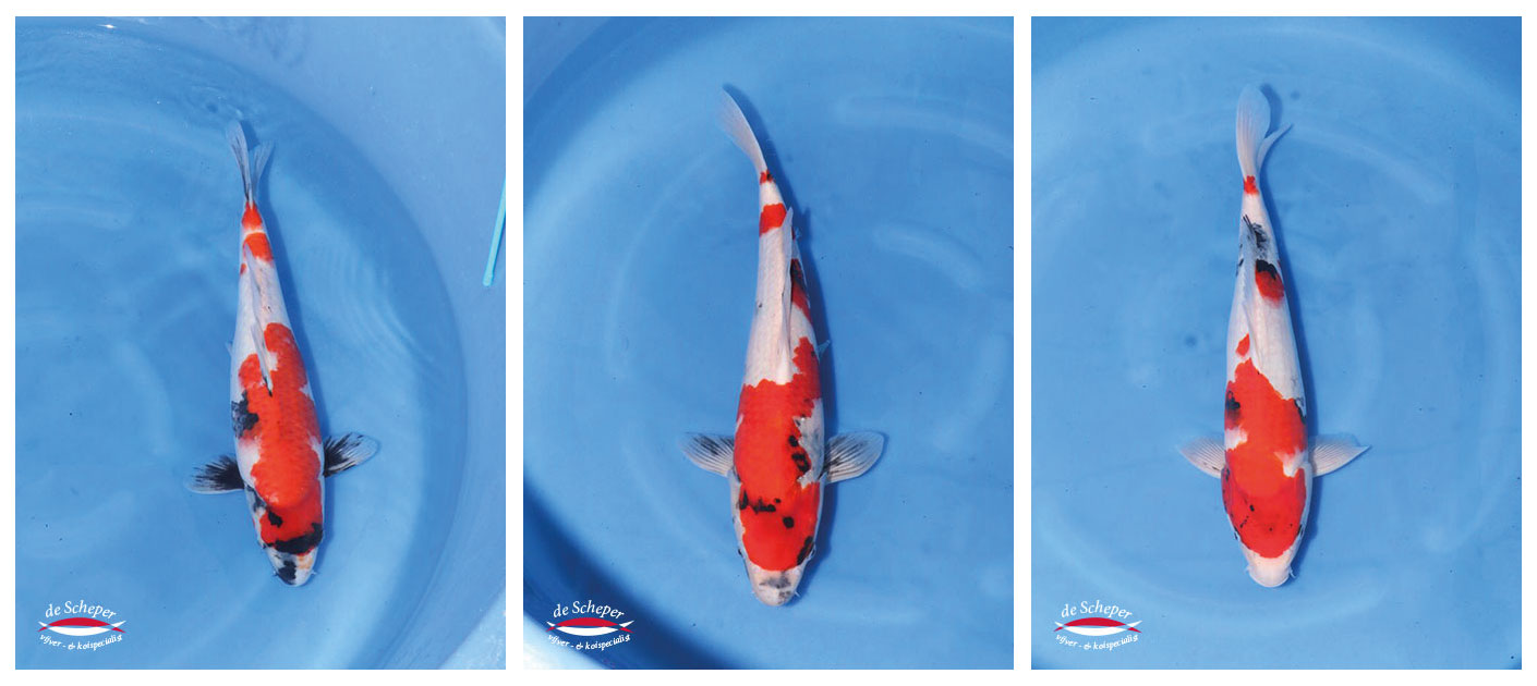 Showa_selectie_Japan_Vijvercentrum_de_Scheper