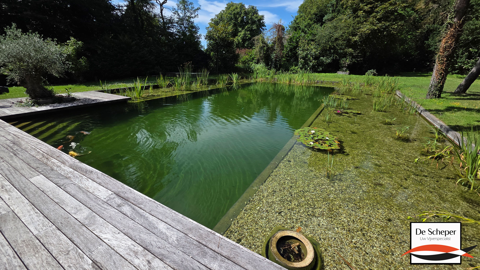 Zwemvijver_Oostvoorne_project_14_vijvercentrum_de_scheper_2